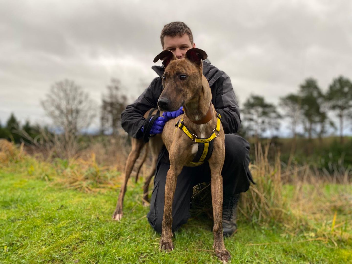 Pudding the Sighthound on a grassy walk with his Canine Carer