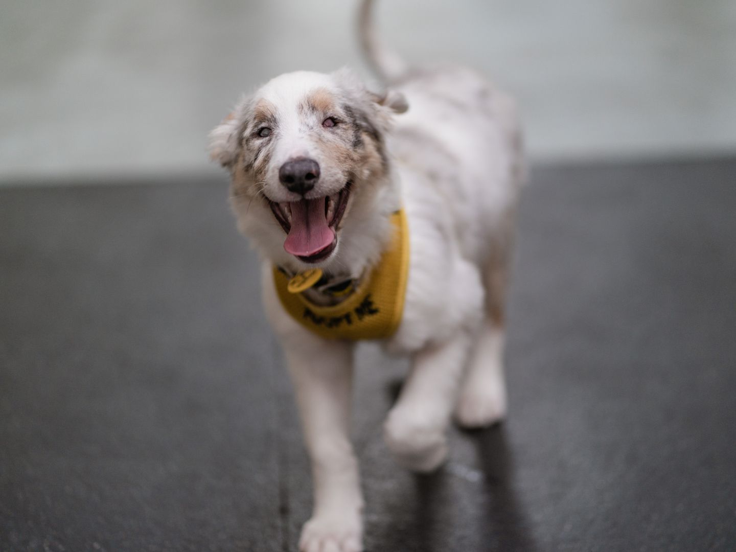 a blind white spotted Collie puppy trotting towards the camera with his tongue out