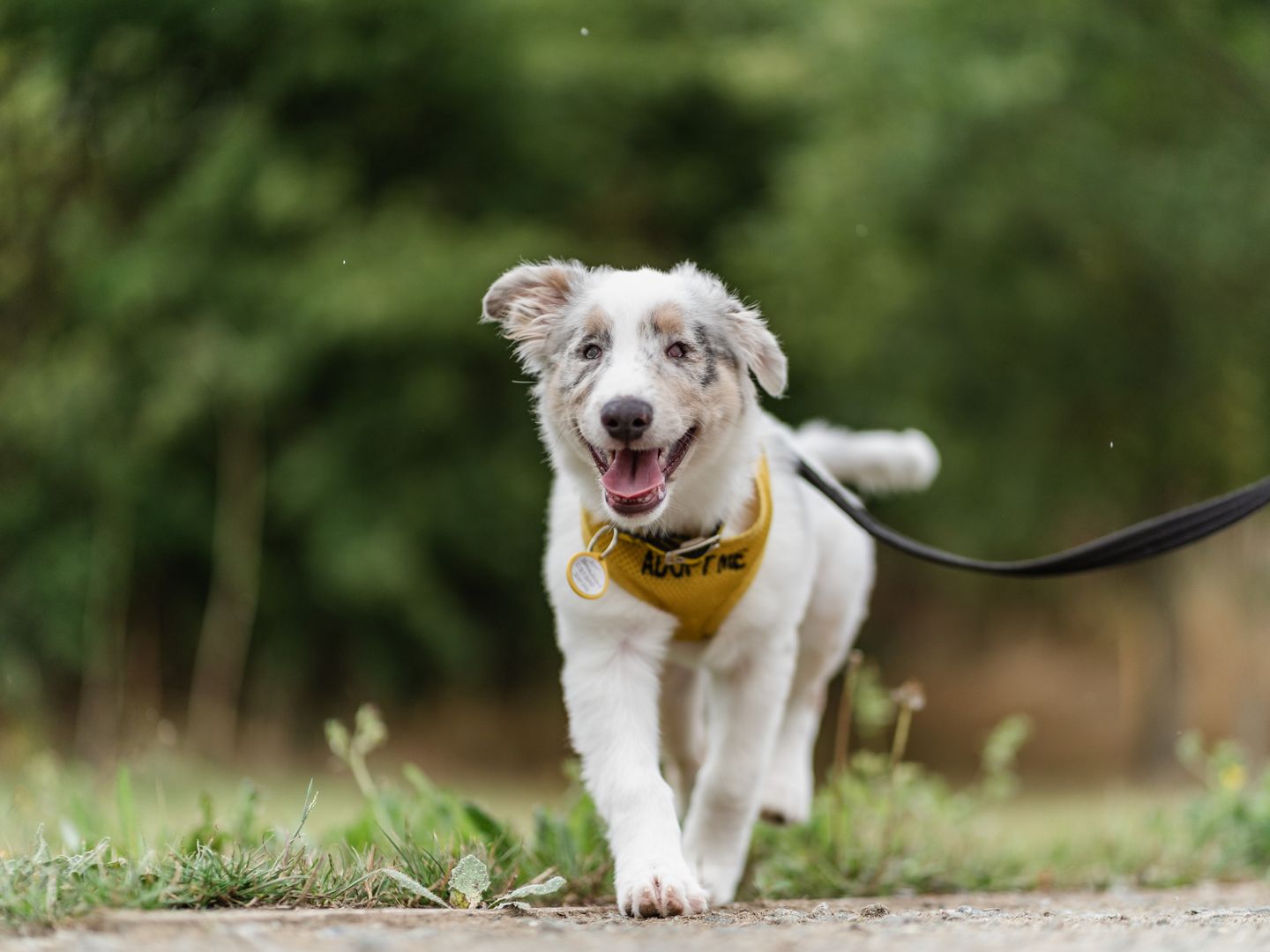 a blind a blind white spotted Collie puppy trotting towards the camera on lead outside wearing a yellow harness that says "adopt me"