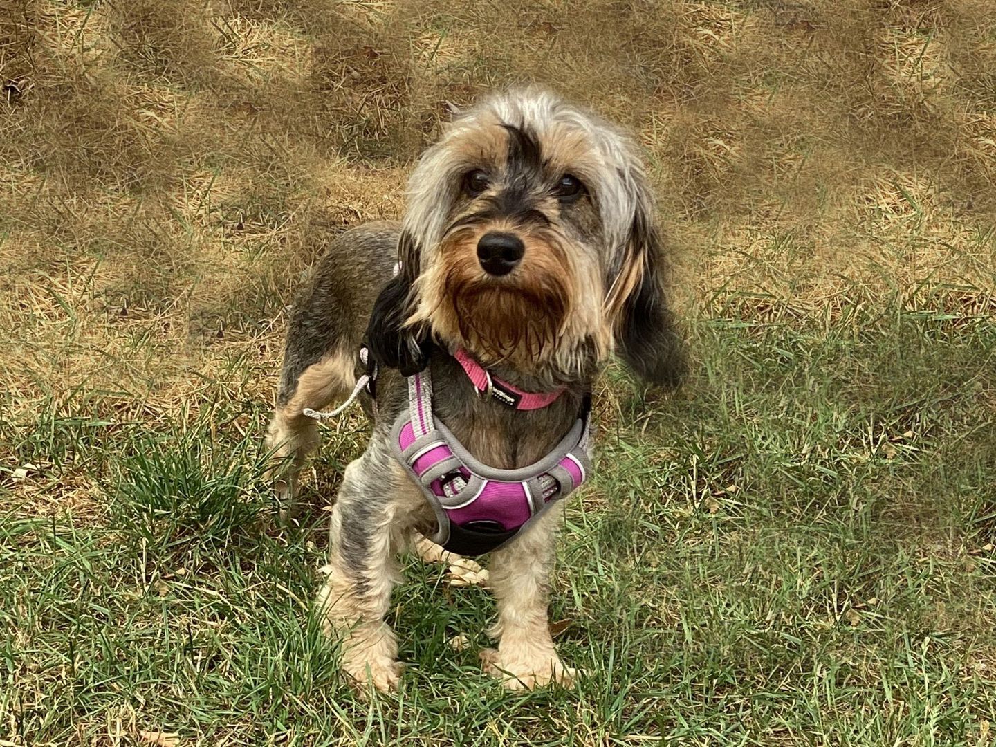 Bella a one-year-old Cockerpoo