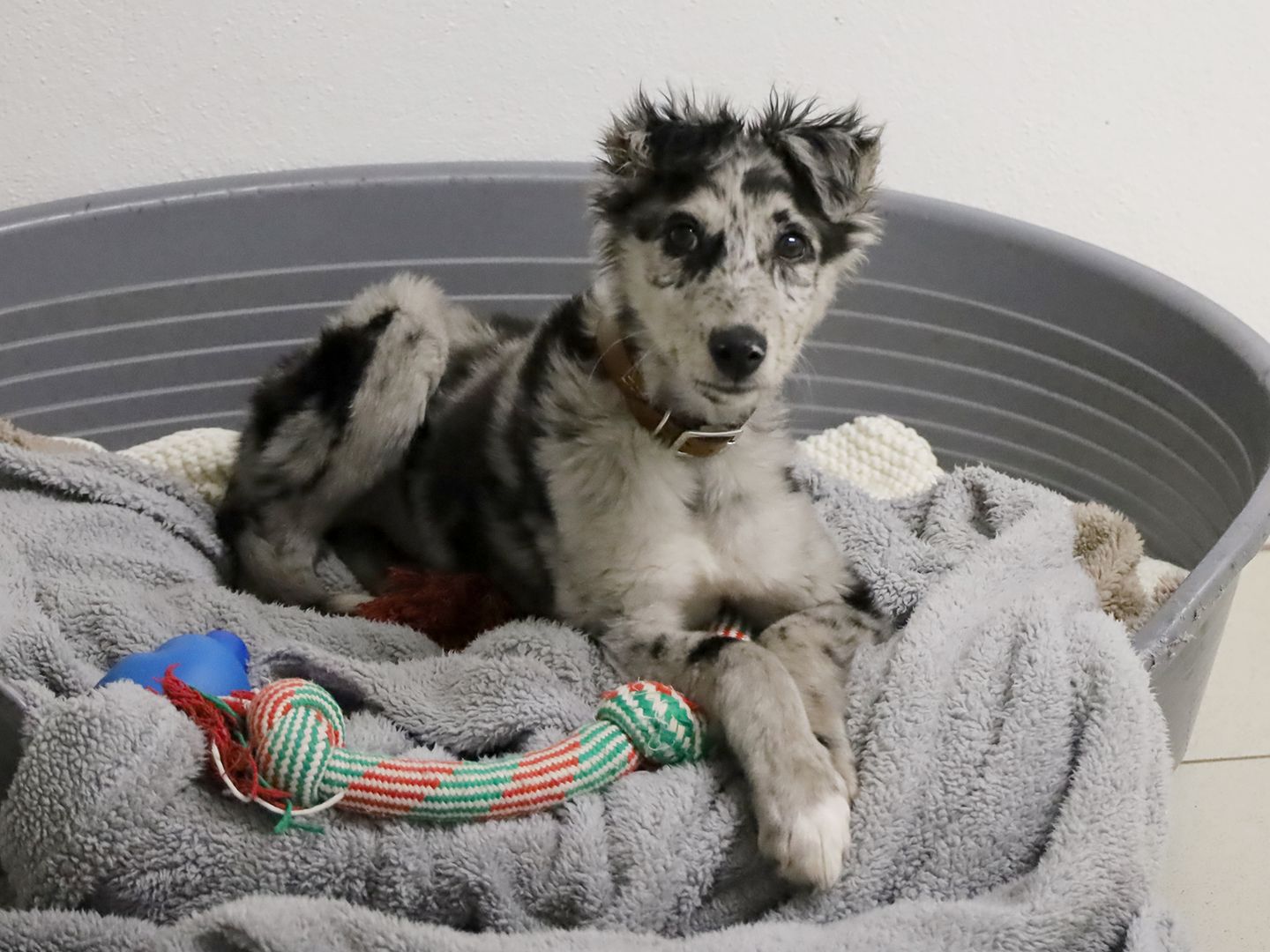 Cupid a merle black and white lurcher puppy sitting in a grey dog bed with grey blankets