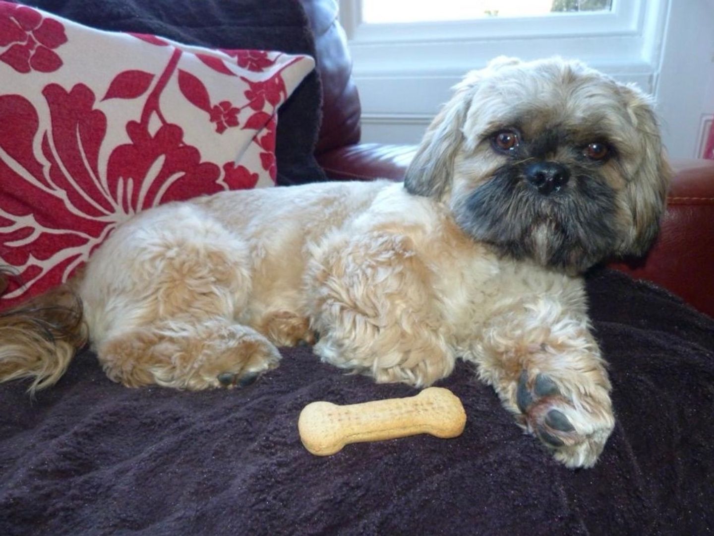 Barney relaxing on the sofa at home