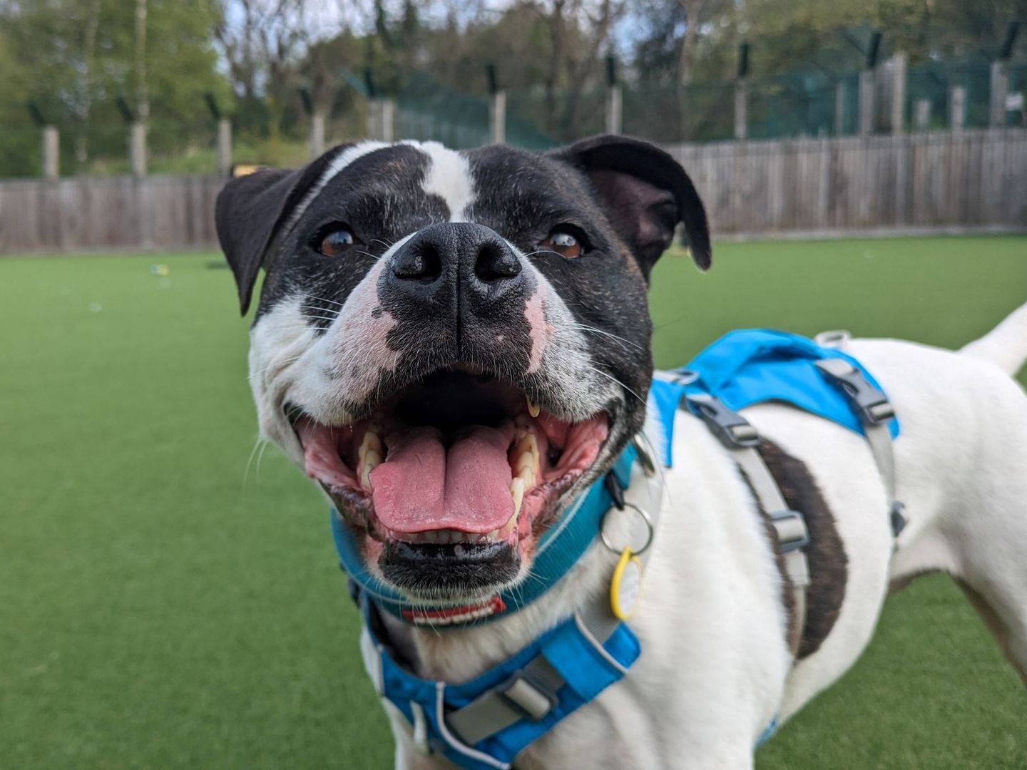 a black and white staffy adult dog looking at the camera with his mouth open