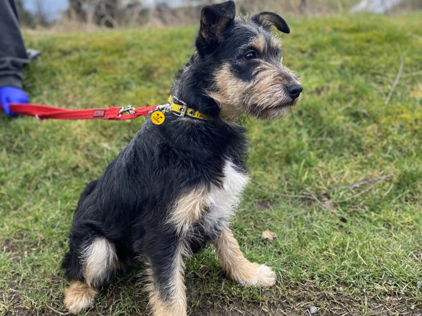 a black and tan terrier cross puppy sitting on some grass on a walk wearing a red lead