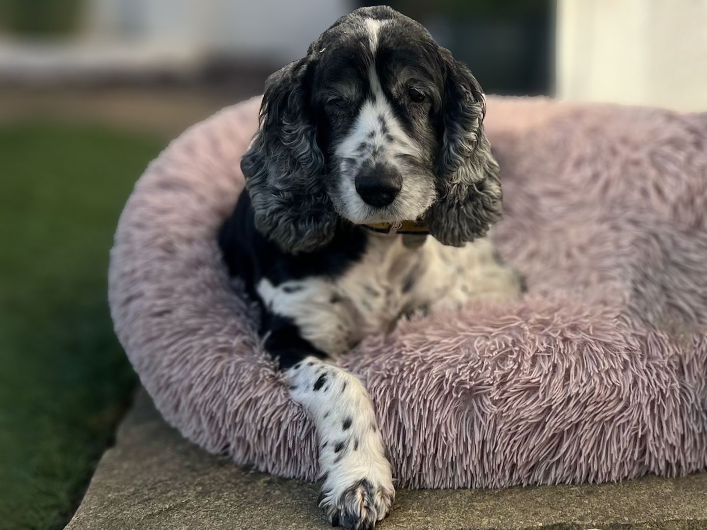 Arthur the Cocker Spaniel rests in a dog bed at his foster home