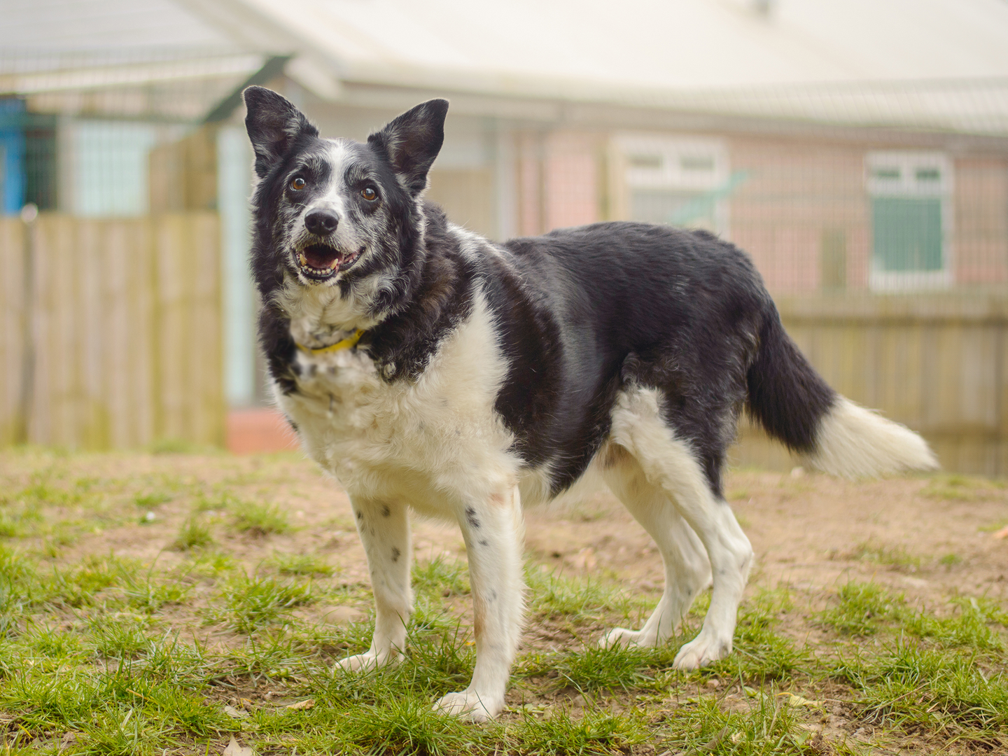Swift the elderly Border Collie smiles and romps outdoors at a Dogs Trust rehoming centre.