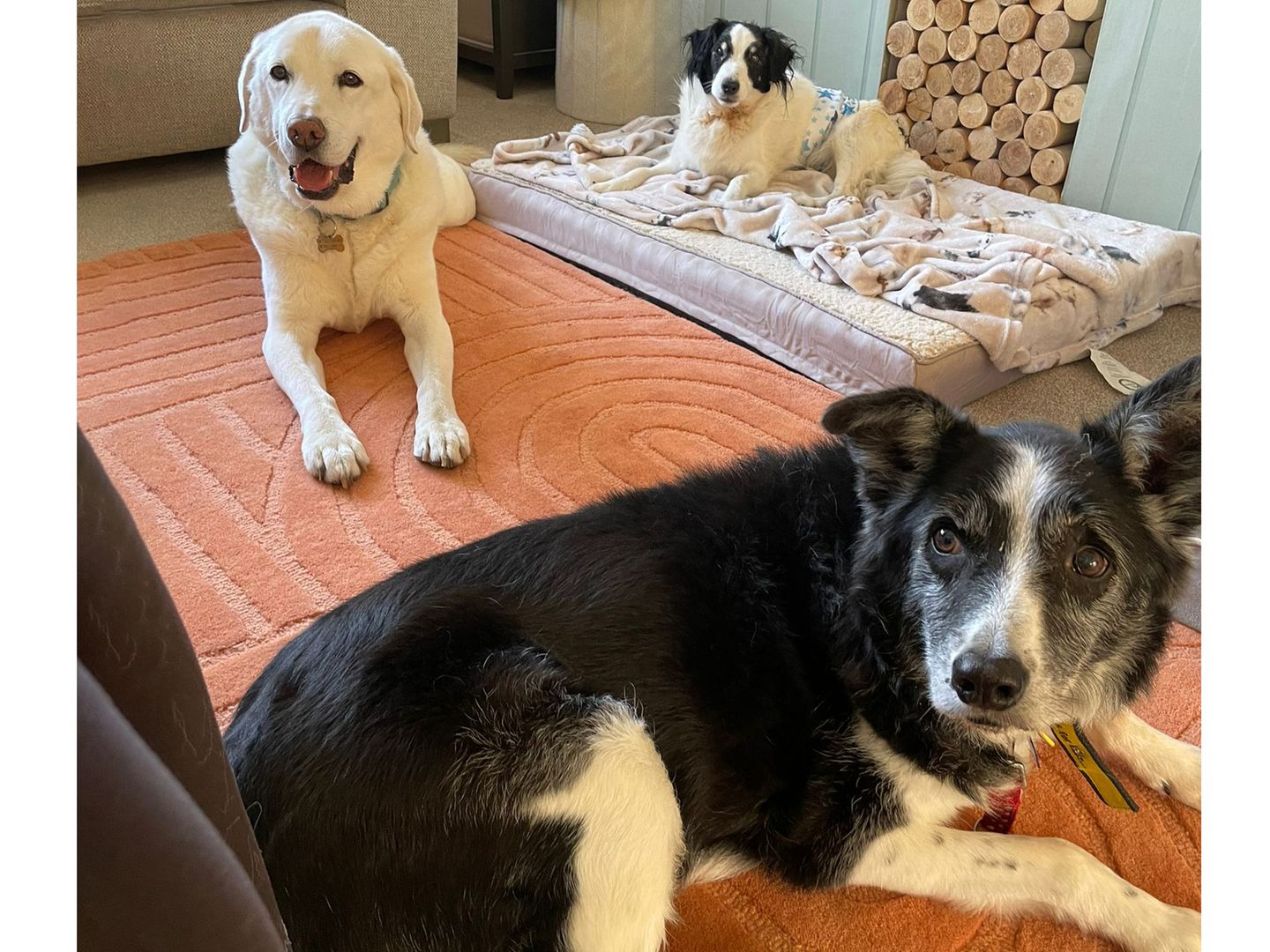 Swift the Border Collie enjoys resting with his friends, another herding dog and a golden labrador, in his foster home