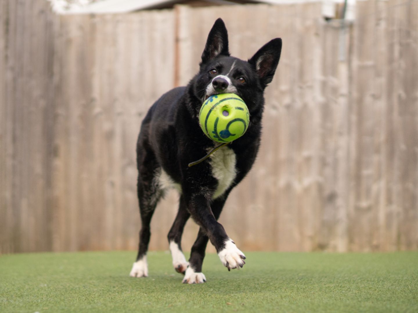 Ollie the Border Collie runs with a ball in his mouth