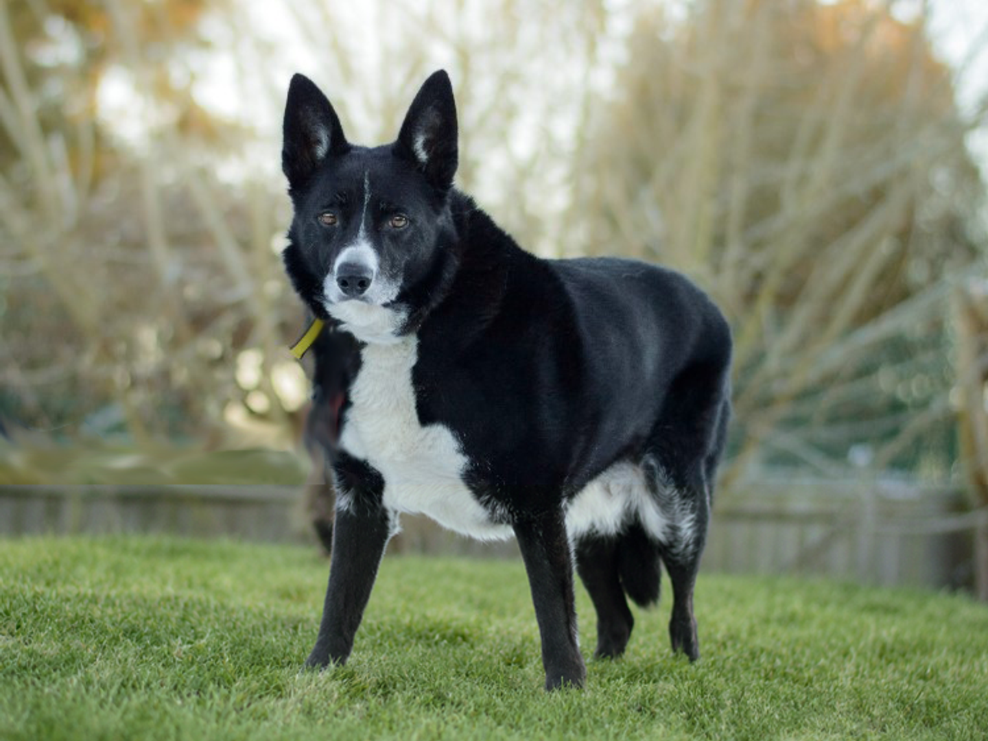 Ollie the older Border Collie stands in a grassy field