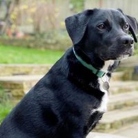 Jasper the Labrador Collie Cross sits outside