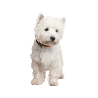 West Highland White Terrier