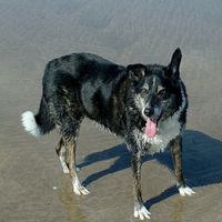 In memory of Toby