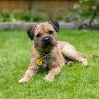 A Border Terrier wearing a collar with a Dogs Trust tag lays down in a patch of grass