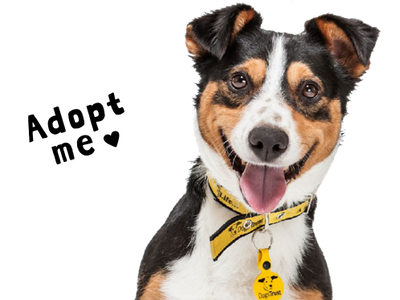 Rehoming | Dogs Trust
