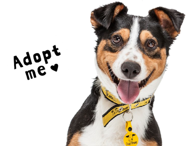 how much does it cost to adopt from dogs trust