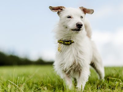 White terrier dog walking in a field