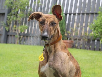 Dogs trust york sales road
