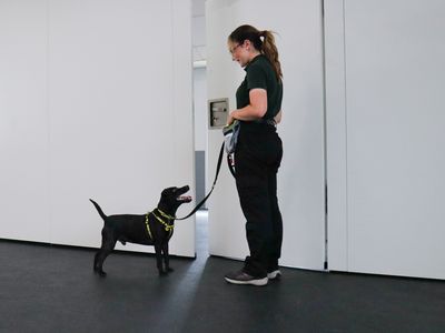 How to train your dog to be patient in doorways