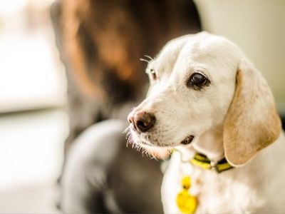 how much does it cost to adopt from dogs trust