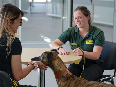 Rehoming | Dogs Trust