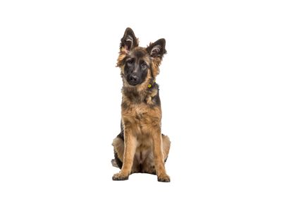 German Shepherd (Alsatian) | Rehoming Rescue Dog | Dog's Trust