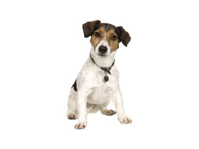 Jack Russell Terrier wearing a collar and tag on a white background