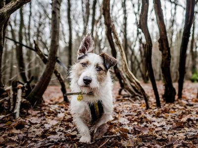 Payroll Giving | Support Us | Dogs Trust