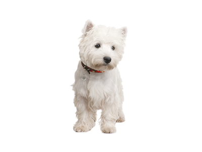 West Highland White Terrier Rehoming Rescue Dog Dogs Trust