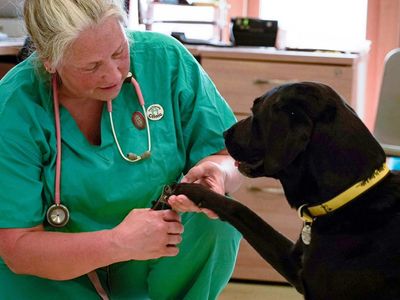 www.dogstrust.org.uk