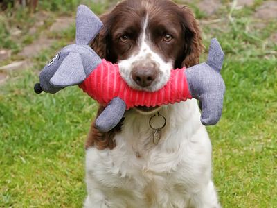 Dog playing with Dachshund dog toy