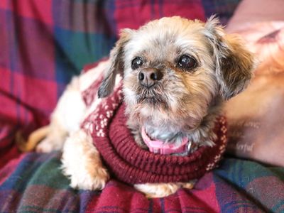 Oakfield oldies - a light brown Shih Tzu in cosy bed