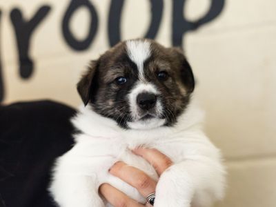 Brown and white puppy at Manchester rehoming centre