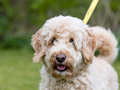 Sponsor Dog Rosie at rehoming centre
