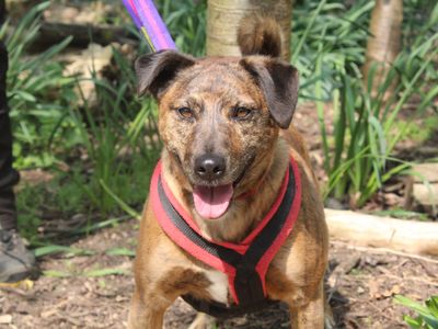 Sponsor Dog Barney at rehoming centre