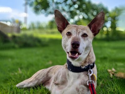 Tri-pawd Paxo finally finds his forever home