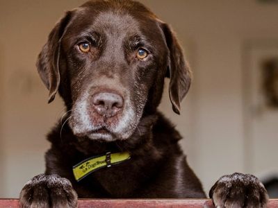 Dog stacking hot sale training system