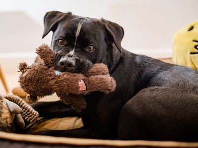 Is fostering a dog right for you?