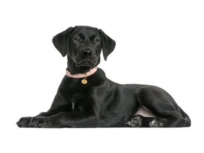 A black labrador lying down