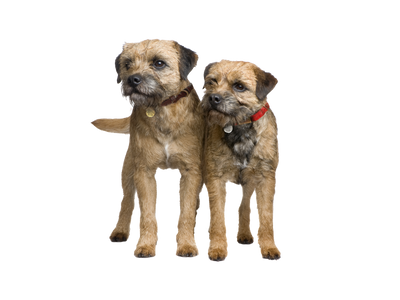 Two Border Terriers