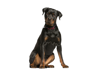 an adult Rottweiler