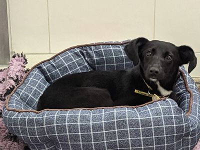 Ivy lying in bed in her kennel