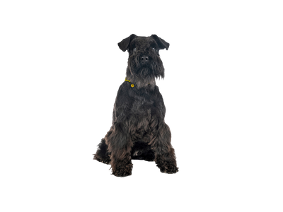 Miniature schnauzer on transparent