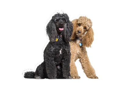 Poodle dog on a transparent background