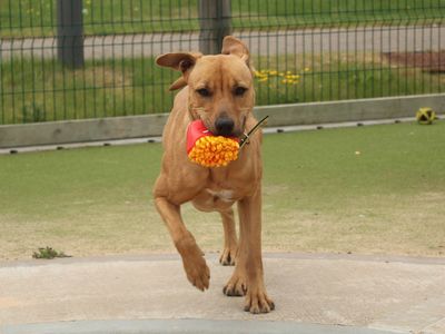 Dogs Trust Gifts