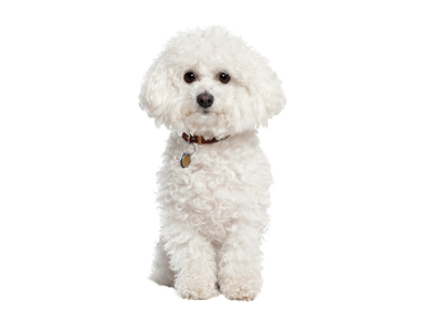 A Bichon Frise