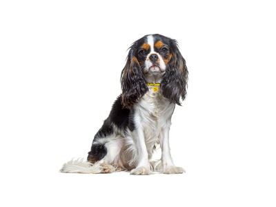 A black and white Cavalier King Charles Spaniel