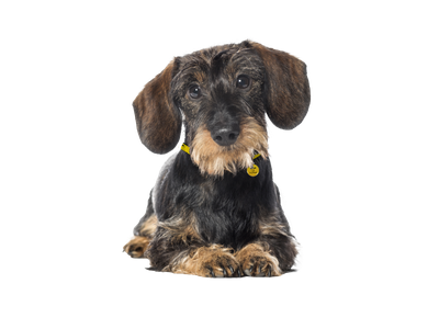 A black and tan Dachshund lying down