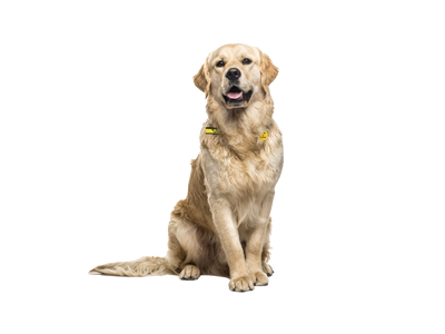 A Golden Retriever sitting down