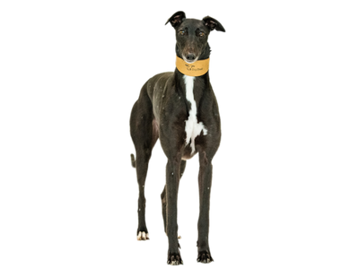 A black Greyhound
