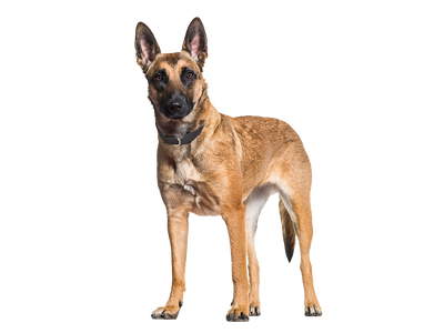 a young Belgian Malinois